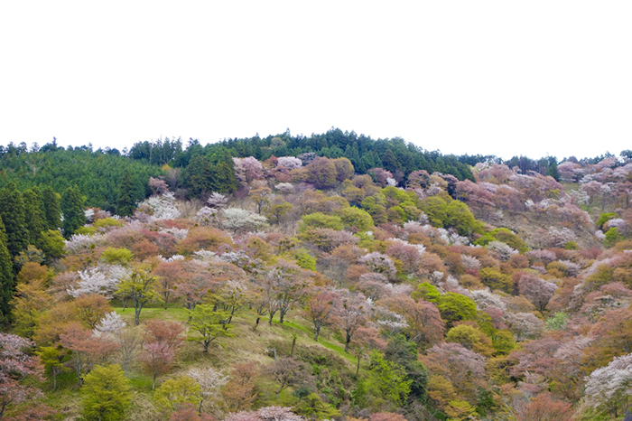 dsc00779k