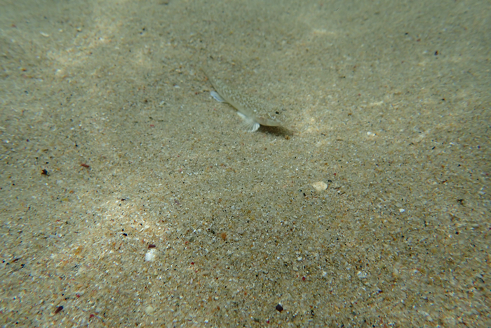 p8030281